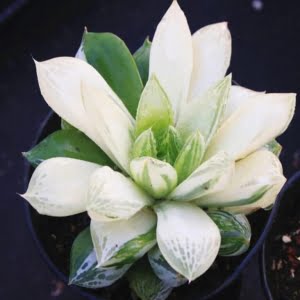 Haworthia Cymbiformis Seeds – Succulent Plant Seeds for Planting, 100 Seeds Pack - 2
