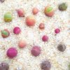 Gibbaeum Heathii Seeds – Cute Ball Succulent Seeds for Planting, 100 Seeds Pack - Image 3