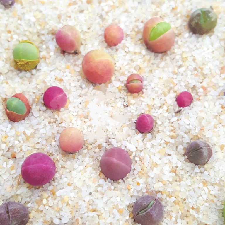 Gibbaeum Heathii Seeds – Cute Ball Succulent Seeds for Planting, 100 Seeds Pack - Image 3