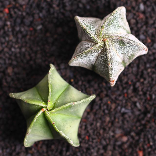 Astrophytum Myriostigma Seeds – Assorted Succulent Cactus Seeds for Planting, 100 Seeds Pack - Image 3