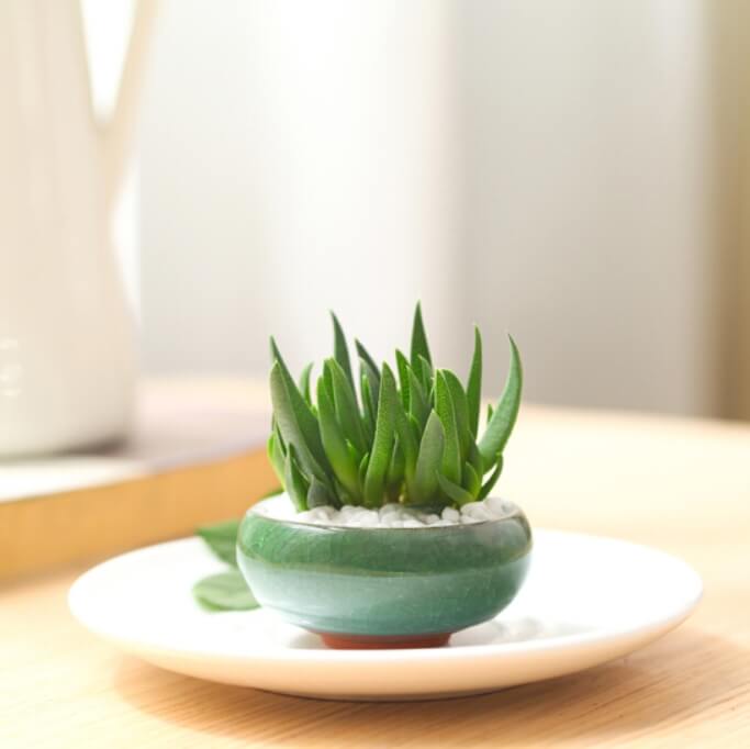 Bergeranthus Multiceps Seeds – Rare Succulent Plant Seeds for Planting, 100 Seeds Pack - Image 3
