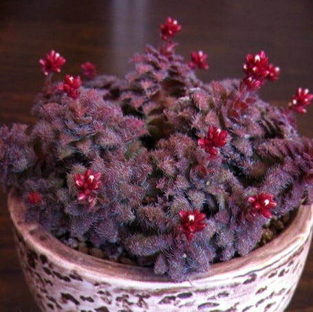 Rare Crassula Succulent Seeds – Succulent Plant Seeds for Planting, 100 Seeds Pack - Image 3
