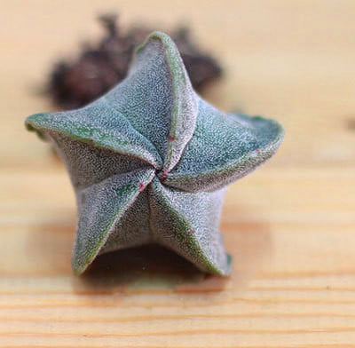 Mixed Lithops Succulent Seeds – Living Stones Plant Seeds for Planting, 100 Seeds Pack - Image 3