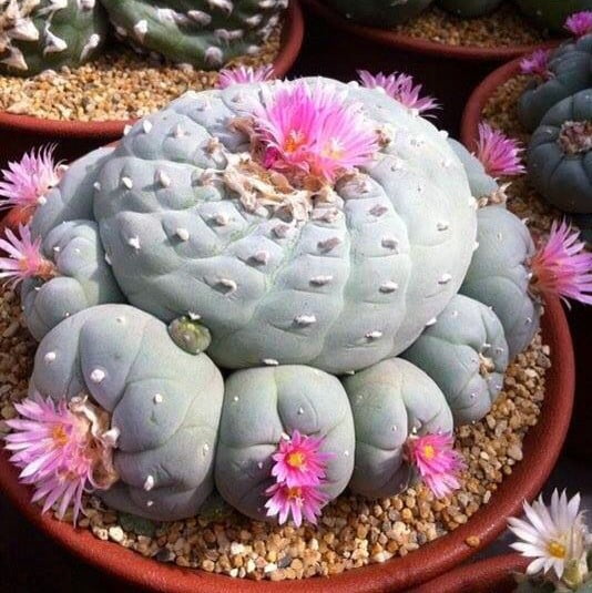 Mixed Astrophytum Cactus Seeds – Succulent Plant Seeds for Planting, 200 Seeds Pack - Image 3
