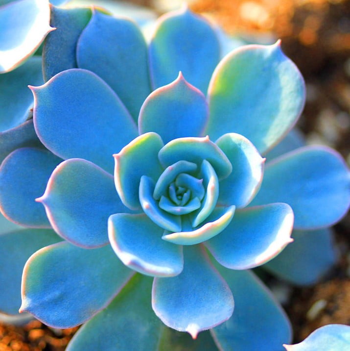 Mixed Succulent Seeds – Multi-Variety Cactus & Succulent Seeds for Planting, 100 Seeds Pack - Image 3