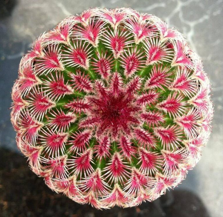 Astrophytum Cactus Seeds – Rare Assorted Succulent Cactus Seeds for Planting, 100 Seeds Pack - Image 3