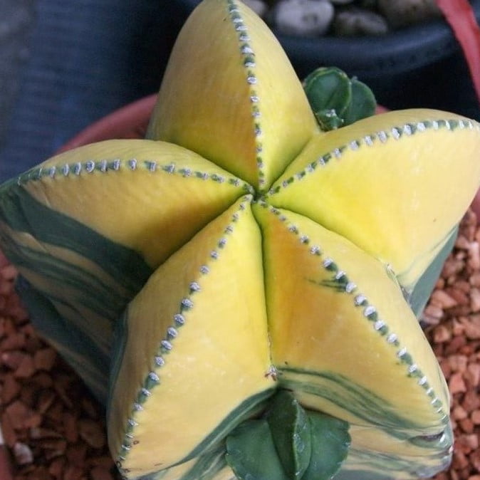 Astrophytum Ornatum Seeds – Rare Cactus Succulent Seeds for Planting, 100 Seeds Pack - Image 3