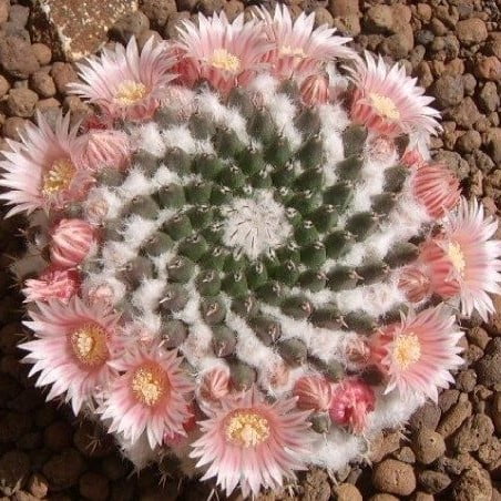 Astrophytum Cactus Seeds – Succulent & Cactus Seeds for Planting, 100 Seeds Pack - Image 3