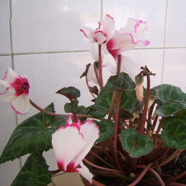 Cyclamen Flower Seeds – White Red Edge Perennial Flower Seeds for Garden Planting, 100 Seeds Pack - Image 3