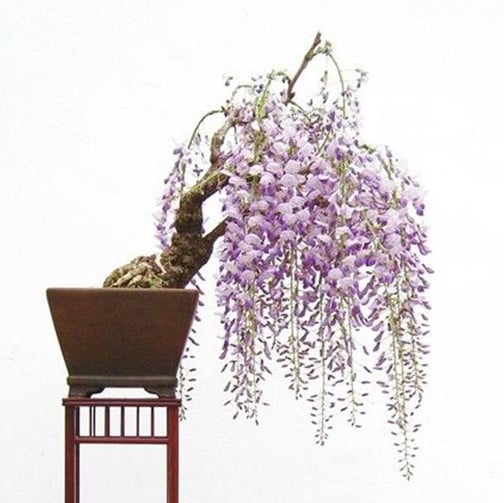 Lilac Wisteria Tree Seeds – Mini Bonsai Flowering Vine Seeds for Garden Planting, 10 Seeds Pack - Image 3