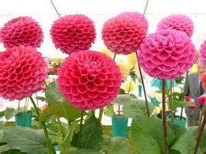 Dahlia Bulb – Multi-Color Garden Dahlia Flower Bulb for Planting, 1 Bulb Pack - Image 3