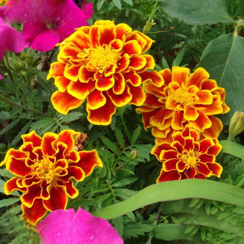 Red Yellow Edge Marigold Seeds – Rare Bi-Color Garden Flower Seeds for Planting, 100 Seeds Pack - Image 3