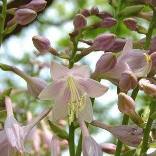 Perfume Lily Flower Bulb – Multi-Color Garden Lily Bulb for Planting, 1 Bulb Pack - Image 3