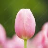 Tulip Flower Bulb – Holland Garden Flower Bulb for Planting, 1 Bulb Pack - Image 3