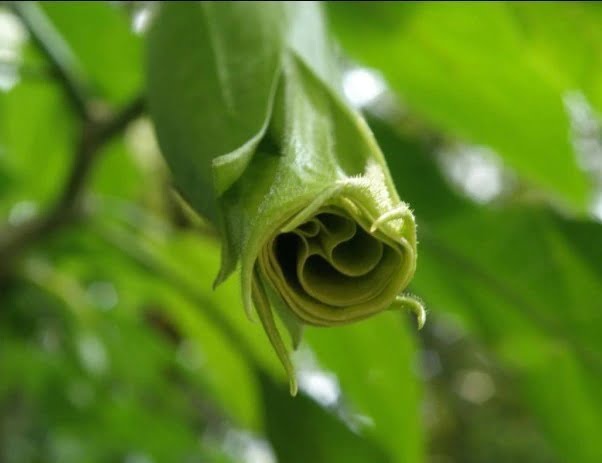 Datura Flower Seeds – Mixed Color Devil’s Trumpet Seeds for Garden Planting, 100 Seeds Pack - Image 3