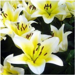 Lily Flower Bulb – Perfume Lily Multi-Color Garden Bulb for Planting, 1 Bulb Pack - 2