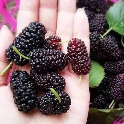 Mulberry Tree Seeds – Blackberry Fruit Tree Seeds for Garden Planting, 200 Seeds Pack - Image 3