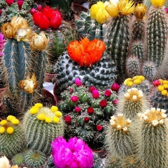 Mixed Multi-Color Cactus Seeds – Assorted Succulent Cactus Seeds for Planting, 100 Seeds Pack - Image 3