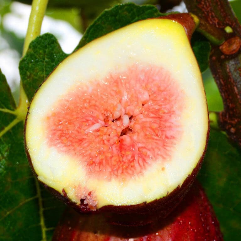 Fig Tree Seeds – Fruit Tree Seeds for Garden Planting, 100 Seeds Pack - Image 3