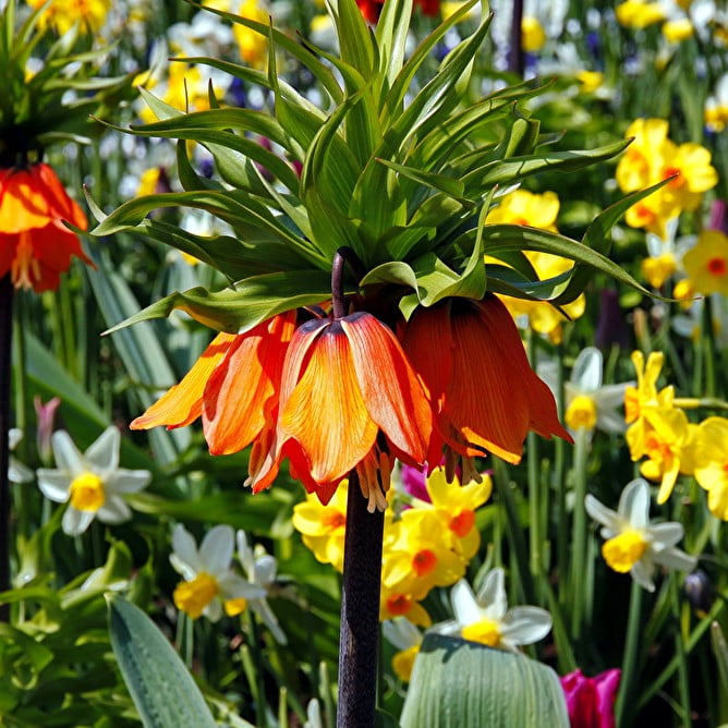 Mixed Fritillaria Flower Seeds – Garden Fritillaria Seeds for Planting, 100 Seeds Pack - Image 3
