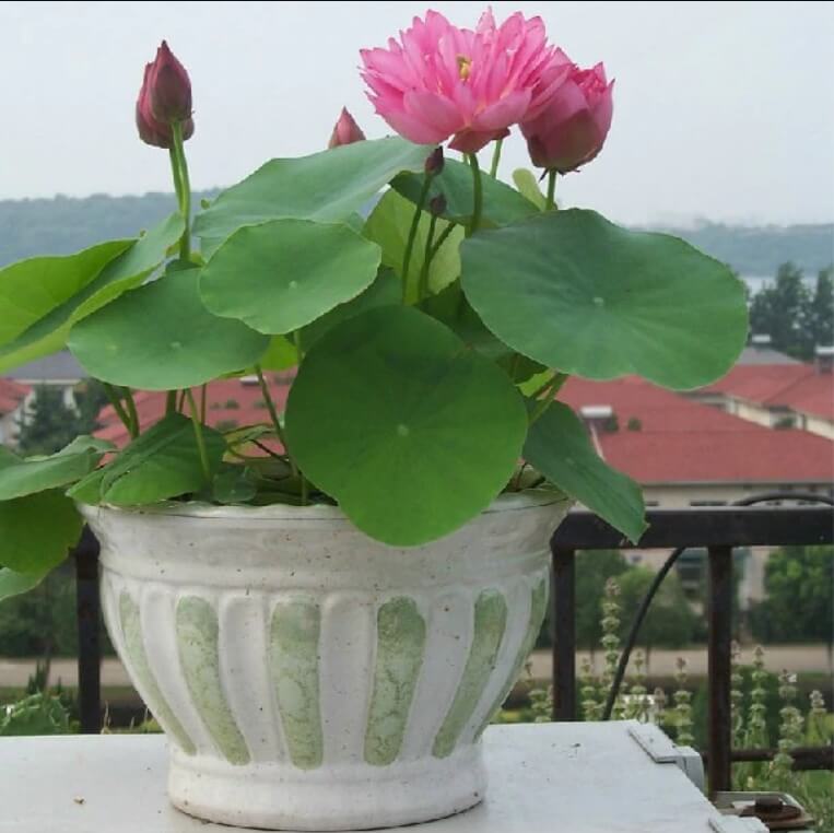 Mixed Color Lotus Flower Seeds – Perennial Aquatic Flower Seeds for Pond Planting, 12 Seeds Pack - Image 3