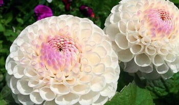 Dahlia Bulb – White & Red Garden Flower Bulb for Planting, 1 Bulb Pack - Image 3