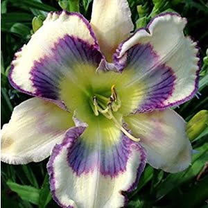 Hemerocallis Hybrid Daylily Seeds – Hybrid Daylily Flower Seeds for Garden Planting, 100 Seeds Pack - 2