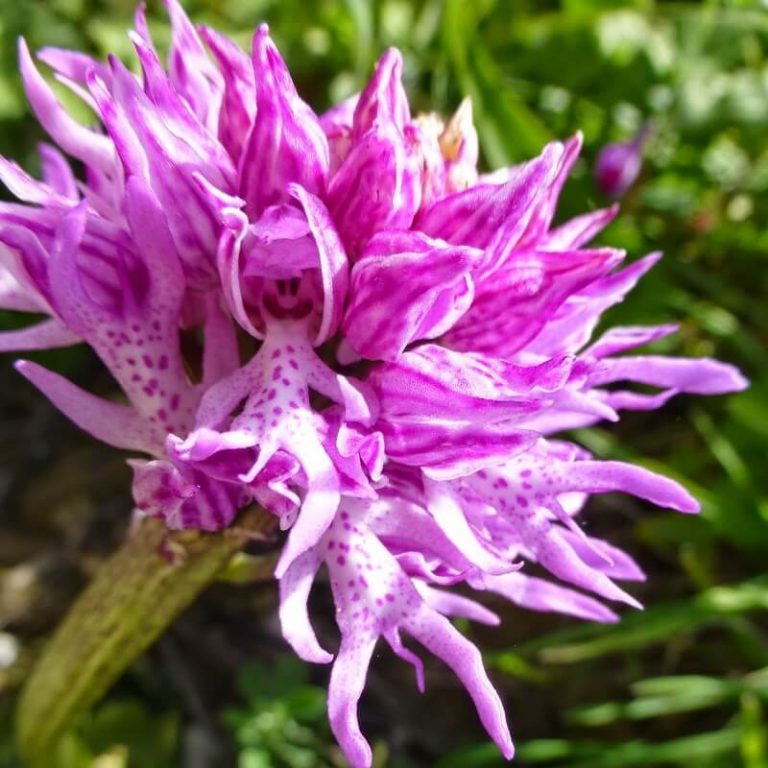 Orchis Italica Orchid Seeds – Rare Orchid Flower Seeds for Garden Planting, 100 Seeds Pack - Image 3