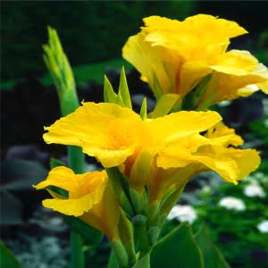 Canna Lily Bulb – Garden Flower Bulb for Planting, 1 Bulb Pack - 3