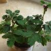Mimosa Pudica Seeds – Sensitive “Shy Plant” Garden Seeds for Planting, 50 Seeds Pack - Image 4