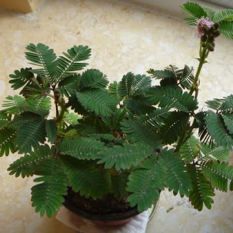 Mimosa Pudica Seeds – Sensitive “Shy Plant” Garden Seeds for Planting, 50 Seeds Pack - Image 4
