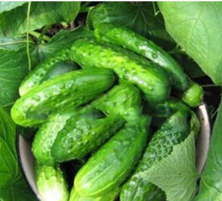 Cucumber Seeds – Vegetable Garden Seeds for Planting, 100 Seeds Pack - Image 4