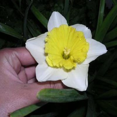 Daffodil Bulb – Multi-Color Bonsai Garden Flower Bulb for Planting, 1 Bulb Pack - Image 4