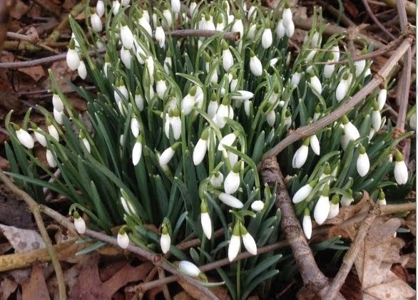 Snowdrop Flower Seeds – Galanthus Garden Flower Seeds for Planting, 20 Seeds Pack - Image 4