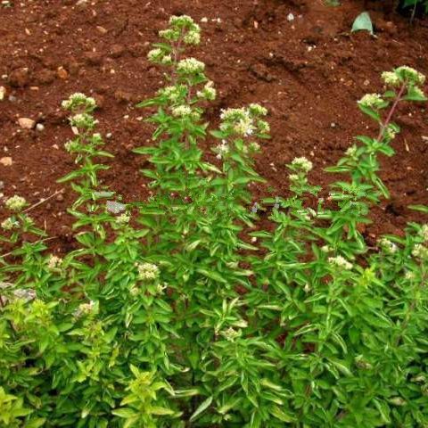 Marjoram Seeds – Origanum Majorana Herb & Vegetable Garden Seeds for Planting, 100 Seeds Pack - Image 4