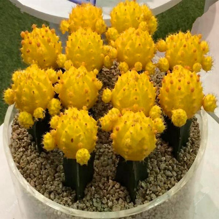 Mixed Lithops Seeds – Rare Living Stones Succulent Seeds for Planting, 100 Seeds Pack - Image 4