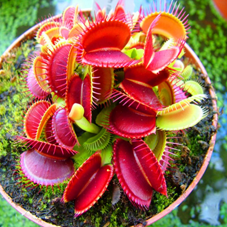 Venus Flytrap (Dionaea Muscipula) Seeds – Insect-Catching Carnivorous Plant Seeds, 100 Seeds Pack - Image 4