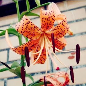 Lily Flower Seeds – Garden Lily Seeds for Planting, 100 Seeds Pack - 3