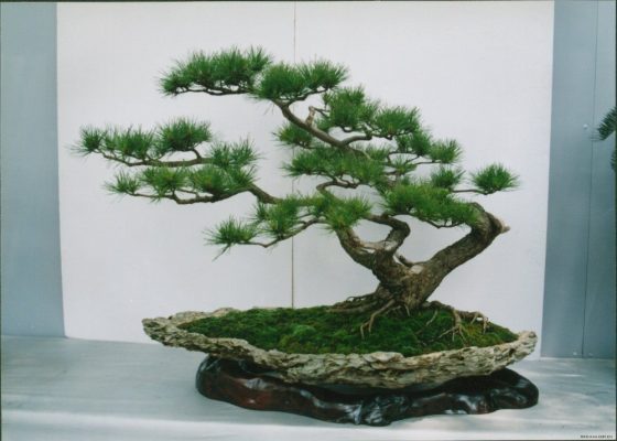 Pinus Thunbergii Seeds – Pine Tree Garden Seeds for Planting, 30 Seeds Pack - Image 4