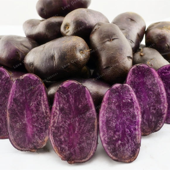 Purple Sweet Potato Seeds – Vegetable Garden Seeds for Planting, 100 Seeds Pack - Image 4
