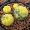 Mixed Rare Cactus Seeds – Assorted Succulent Plant Seeds for Planting, 100 Seeds Pack - Image 4