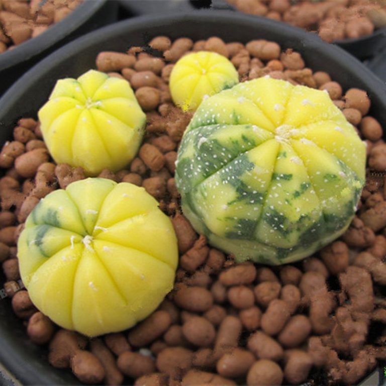 Mixed Rare Cactus Seeds – Assorted Succulent Plant Seeds for Planting, 100 Seeds Pack - Image 4