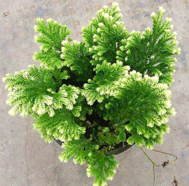 Selaginella Uncinata Seeds – Blue Moss Garden Plant Seeds for Planting, 50 Seeds Pack - Image 4