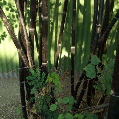 Purple Lucky Bamboo Seeds – Rare Bamboo Plant Seeds for Garden Planting, 50 Seeds Pack - Image 4