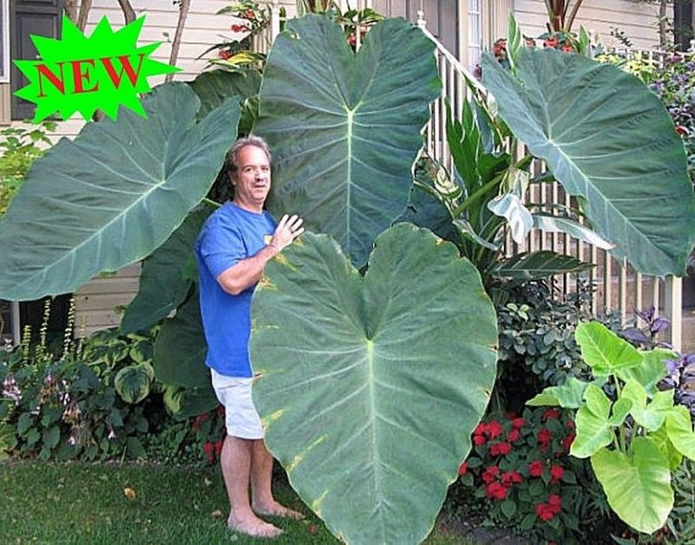 Colocasia Gigantea Seeds – Giant Elephant Ear Plant Seeds with Huge Foliage for Garden Planting, 100 Seeds Pack - Image 3