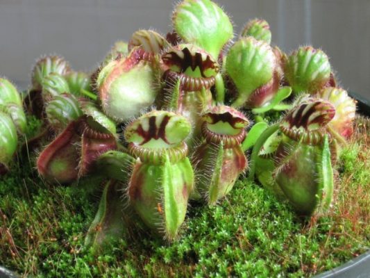 Cephalotus Follicularis Seeds – Rare Carnivorous Pitcher Plant Seeds for Garden Planting, 100 Seeds Pack - Image 4