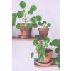 Pilea Peperomioides Seeds – Chinese Money Plant Indoor Air-Purifying Seeds, 100 Seeds Pack - Image 4