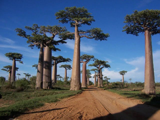 Baobab Tree (Adansonia) Seeds – African Fruit & Ornamental Tree Seeds for Planting, 10 Seeds Pack - Image 4