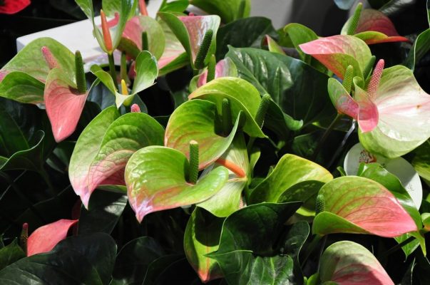 Anthurium Andraeanum Seeds – Pink & Green Garden Flower Seeds for Planting, 100 Seeds Pack - Image 4