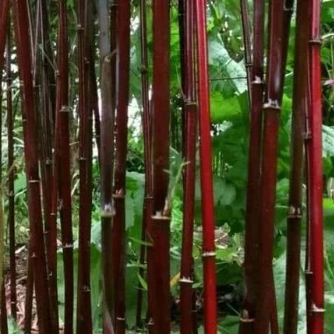 Phyllostachys Pubescens Seeds – Rare Giant Bamboo Plant Seeds for Garden Planting, 50 Seeds Pack - Image 4